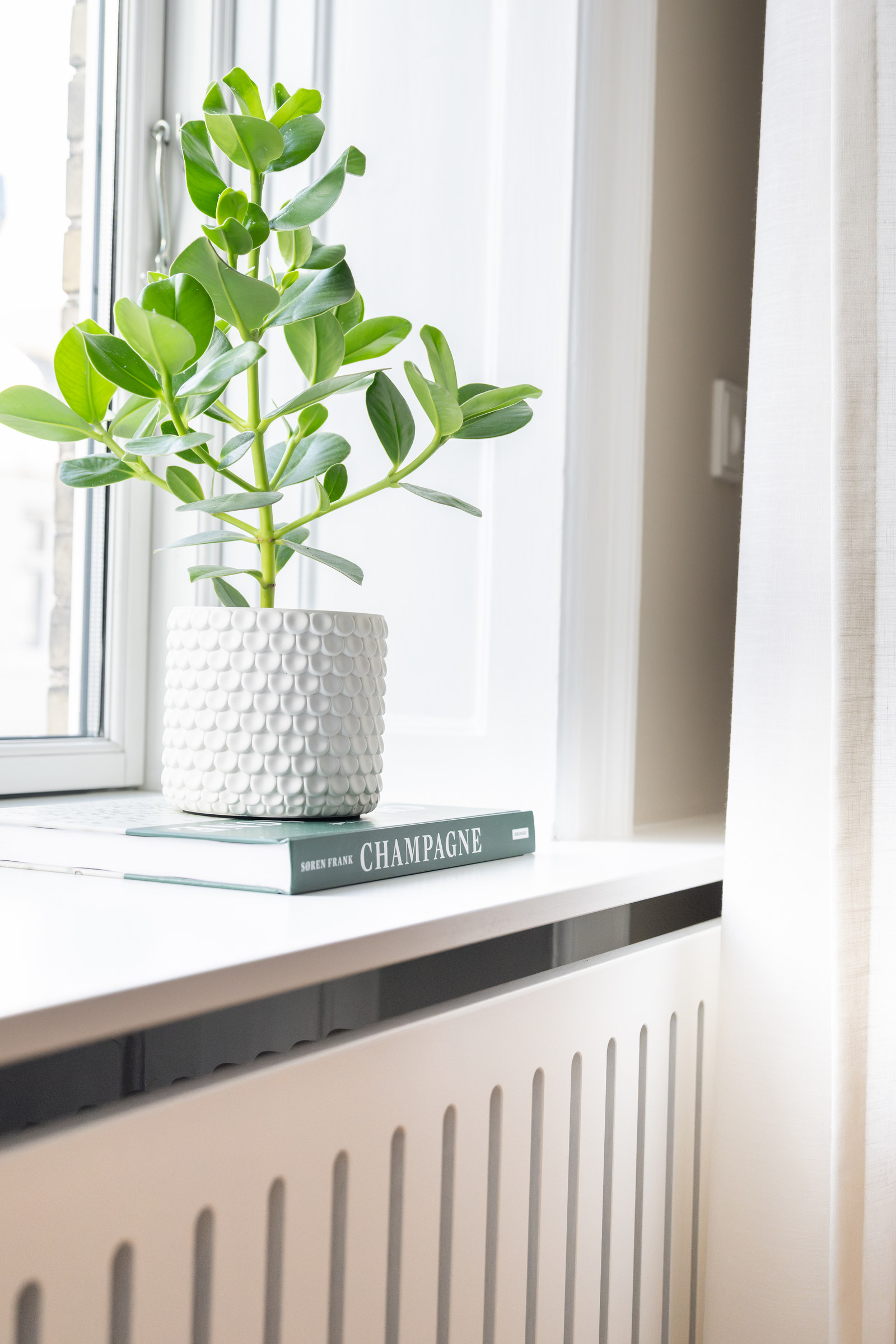 Plante i vinduet over den profilerede radiatorskjuler